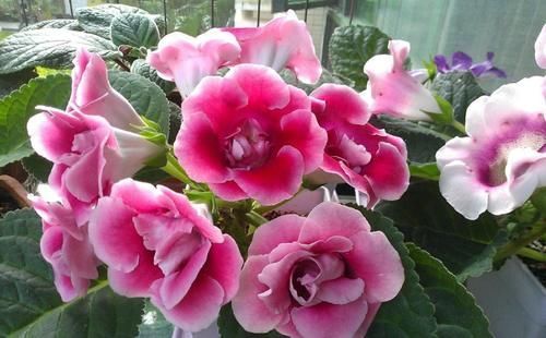 铜钱草|夏季天热,记得给这4种花“剃个头”,轻松度夏枝繁叶茂