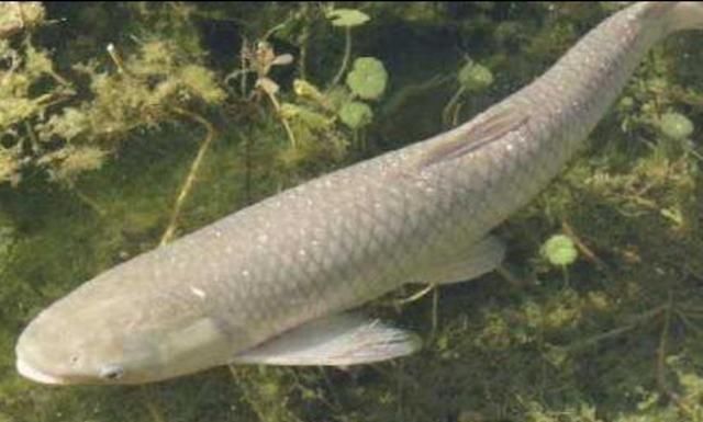 钓鱼“黑”午时不是鱼儿难钓获,而是你方法不对路