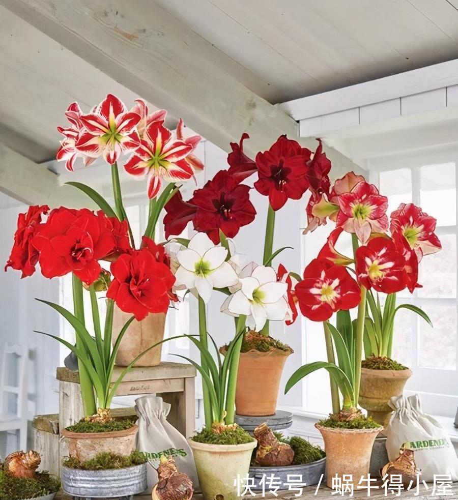 使劲|朱顶红冬天别“惯着”,使劲“虐一虐”,大花箭嗖嗖窜出来