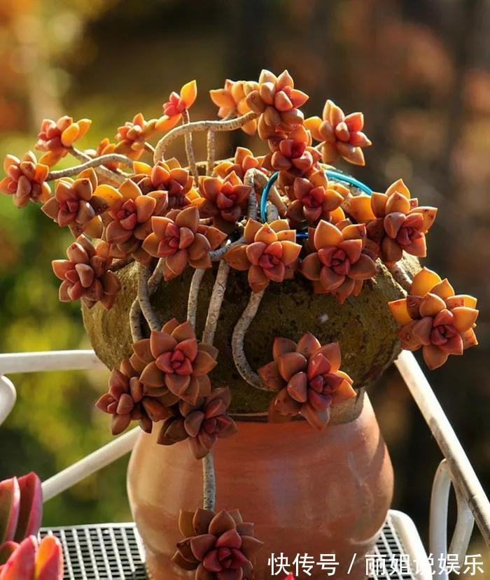 喜欢多肉就养“普货6宝”,耐寒又耐热,轻松一养就出状态