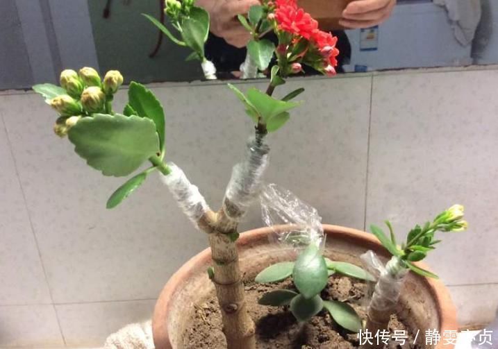 聪明人把长寿花嫁接在老桩上,爆盆简单开花多,一盆花全是花枝