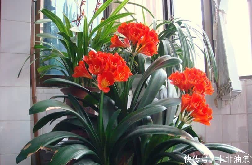 4种“耐阴花”,放客厅阳台都可以养,枝叶繁茂花色艳丽