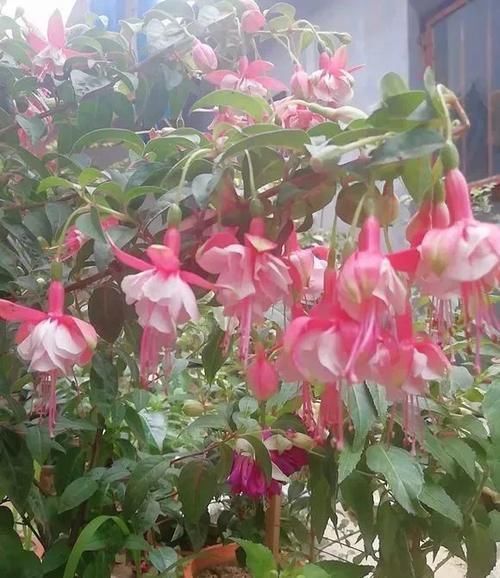 别养绿萝吊兰了,3种花剪根枝,插水里能活,开花一大片!