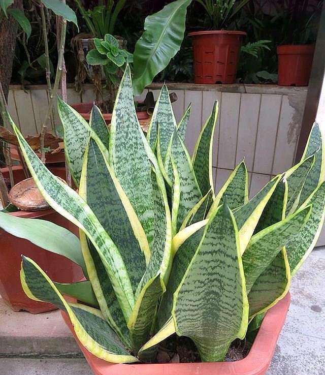 虎皮兰施什么肥2种东西丢盆里,一年不用施肥,叶厚油绿新芽多