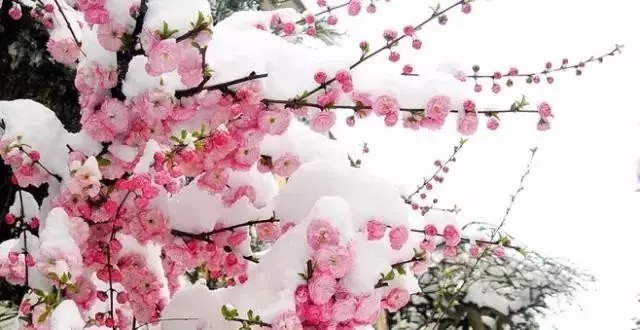 中国十大名花欣赏,美极了!