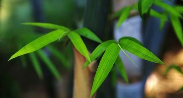 中医鬼才倪海厦:100则经方验方总结大全!千金难买,永久珍藏!