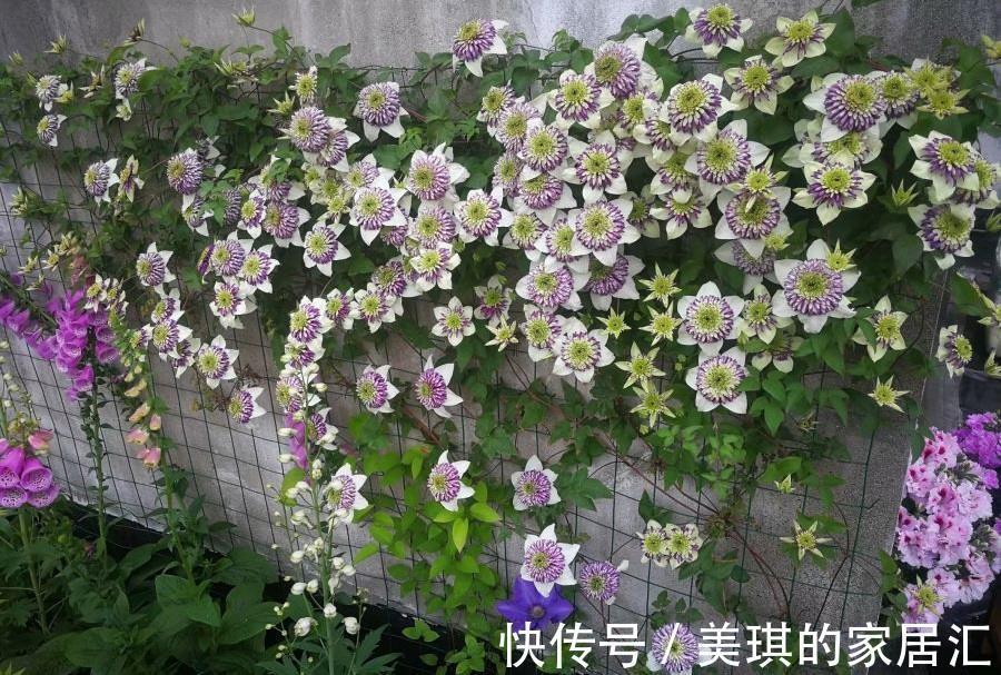 花朵|你的阳台还缺花吗?养棵“新幻紫”吧,花朵又美又仙,三季有花赏