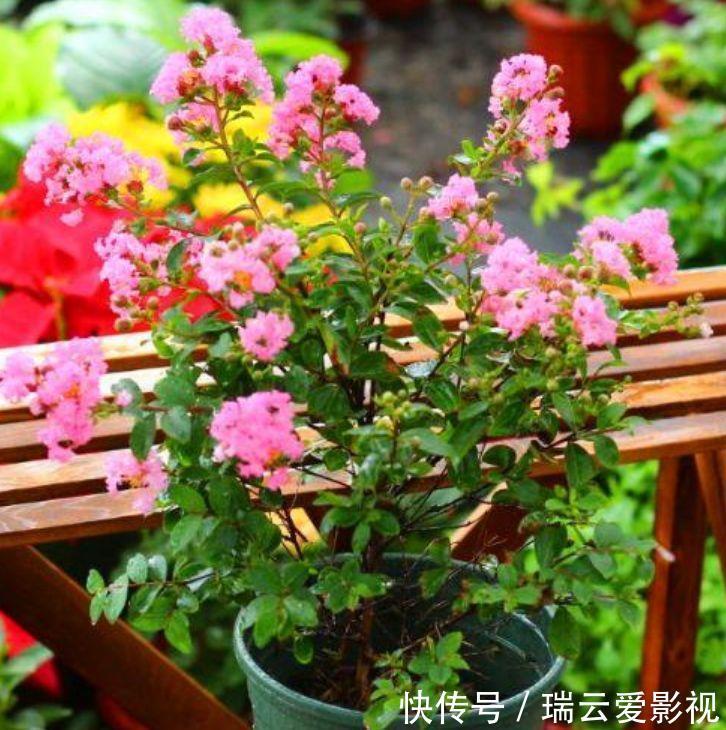 庭院|养此款花卉，花大服盆快，四季有花开，花香四溢飘满屋，美