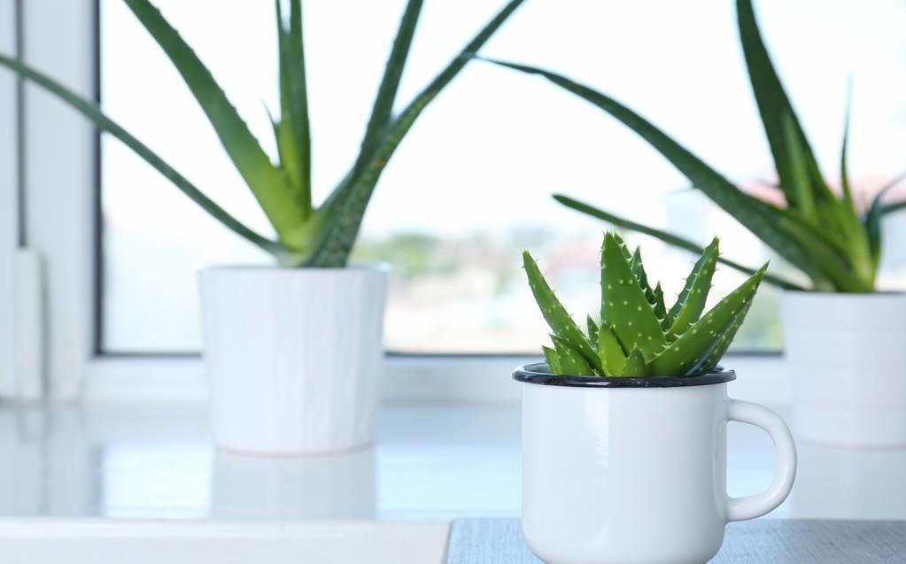 鸭脚木|这22款植物室内养护不但净化空气还吸甲醛,花友纷纷收藏