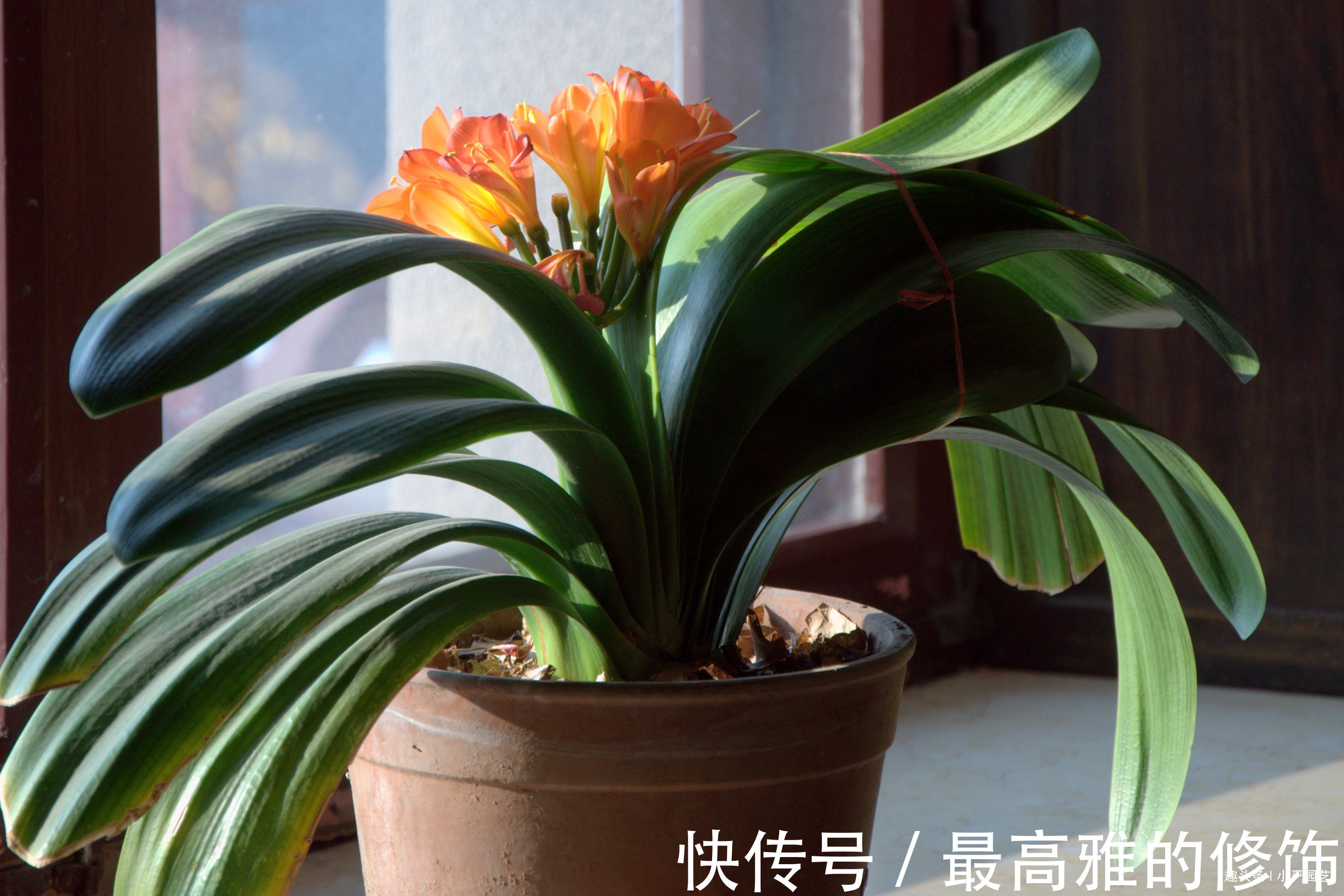 神器|君子兰盆中放入三种“神器”,不烂根不黄叶,花朵爆盆