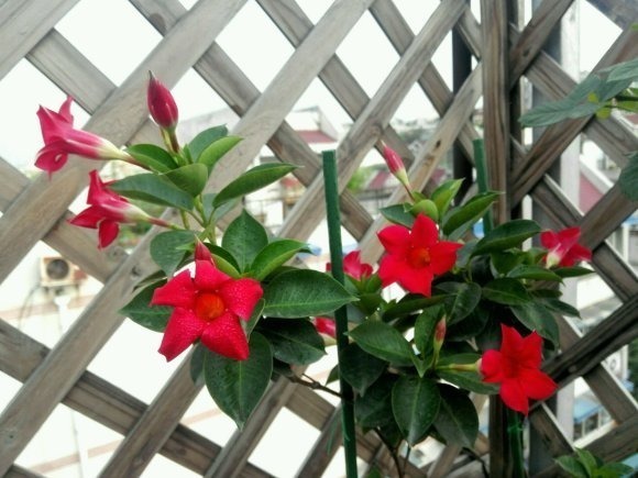 叶片|这花一开就是大半年,枝条沾土就活,种阳台长成花帘子!