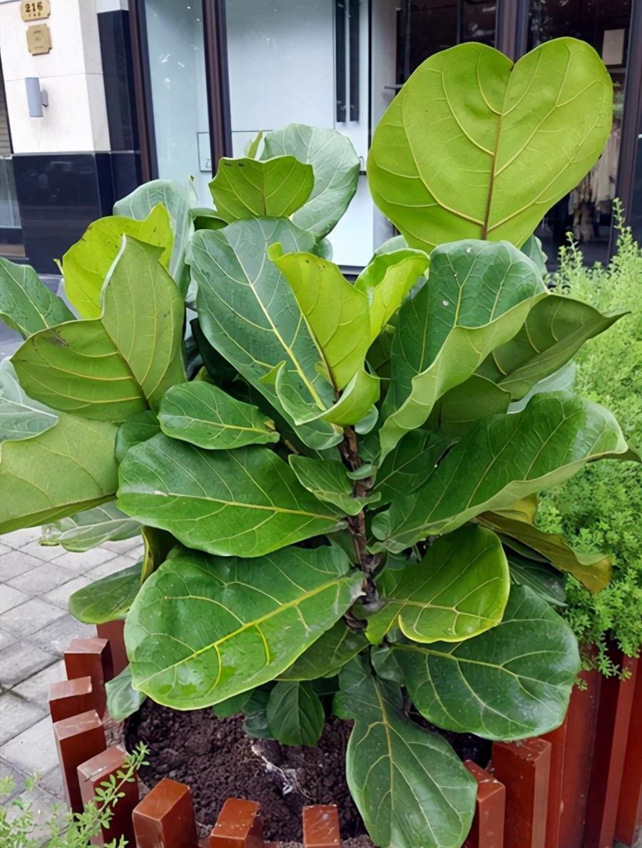 修剪|琴叶榕修剪有诀窍,枝繁叶茂,几步就可以了