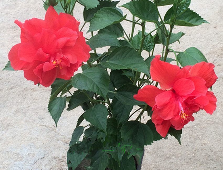 这几种一年四季开花不断的花卉！维护简单，容易爆盆~