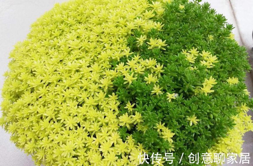盆栽|多肉植物黄金万年草的基础盆栽要领：一般分为3点