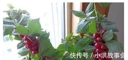 我在阳台用花盆种了这八种果树后，一年到头都没买水果！