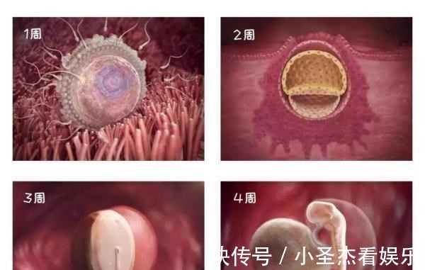 b超|由受精到新生儿,胎宝宝怎么成长的?一组过程图带你探索生命奥秘
