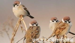 俗语:“两鸟进门,不富也喜”,你知道是哪2种鸟吗?为何没喜鹊