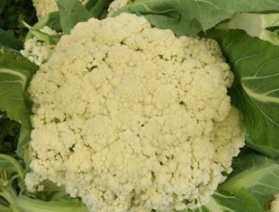 买花菜,“散花”和“紧花”区别很大,教你怎样挑选,别再买错了