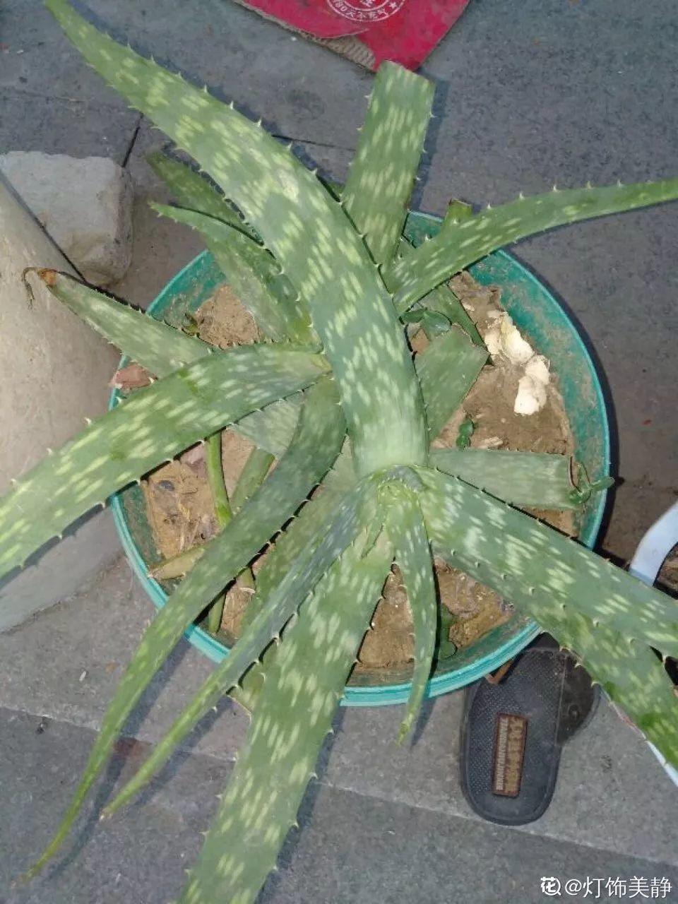 盆土硬成大疙瘩,浇点松土剂,立马软得像发糕!