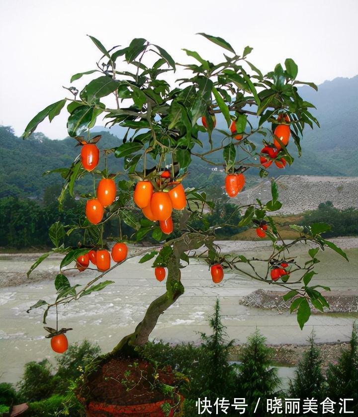 何首乌|5种为盆栽而生的植物，名字好听易养活，你家山上可能有，别错过