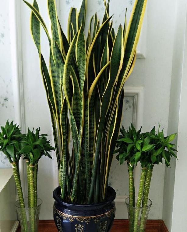 浸盆|养花高手想要练成大神,处理这6件事就得游刃有余