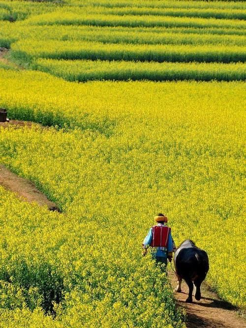 明亮黄：田野上看金色海洋