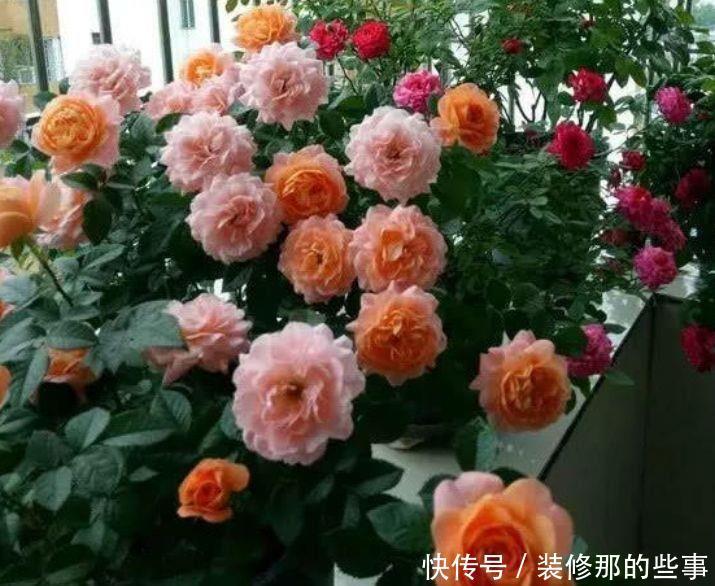 4种花开花爆盆花期长,不易生病好养护,值得入手