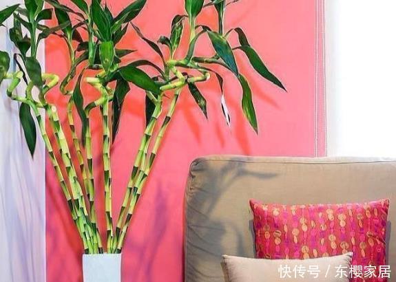 有钱人|家里这种花是“镇宅旺财”,有钱人都这么养,看看你家有没有