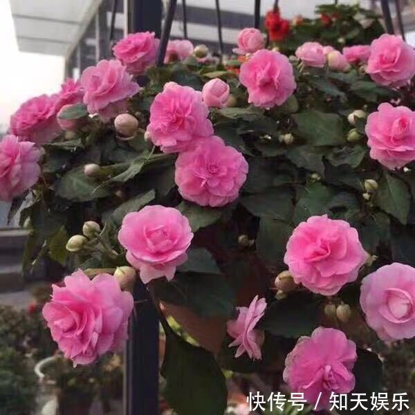 比长寿花还好养的“1种”阳台花，到了3月满盆冒花苞，谁养都活