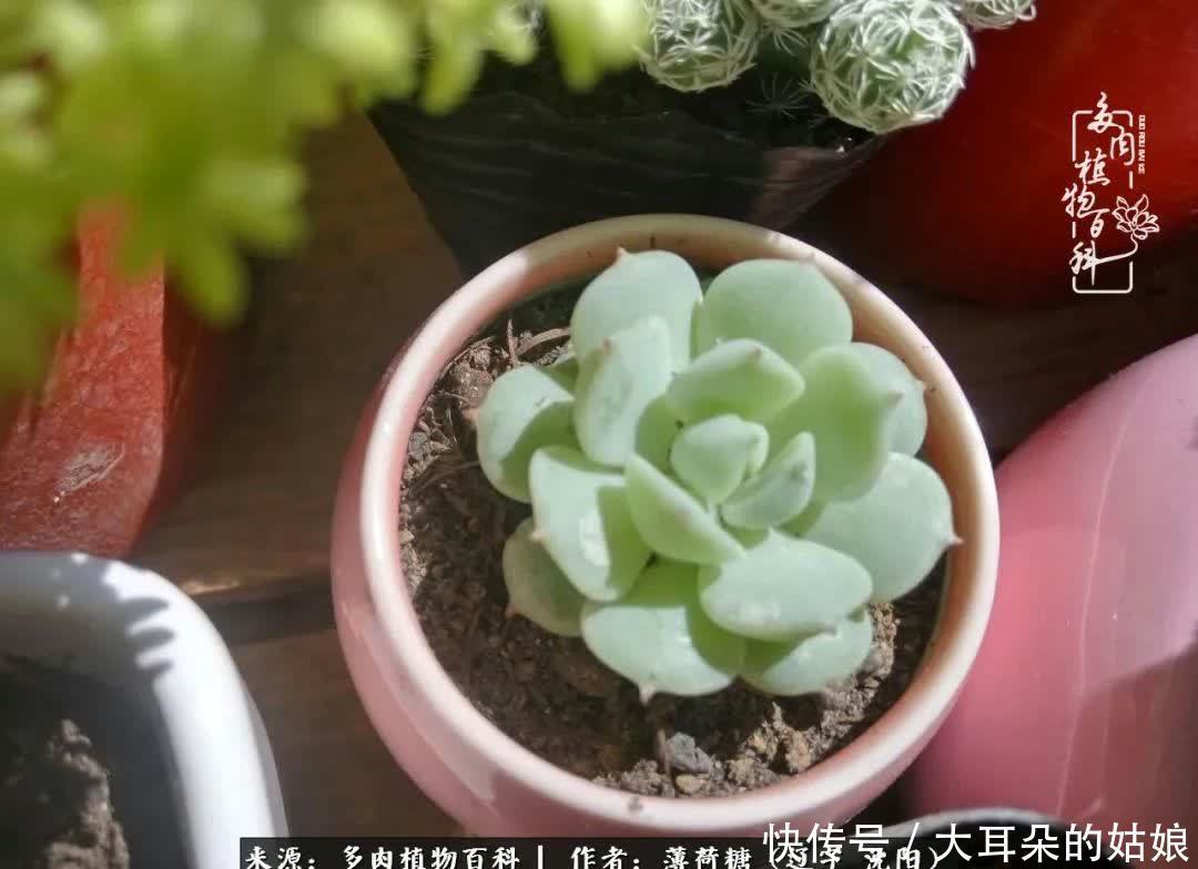 沉淀|用多肉记录时间的沉淀!