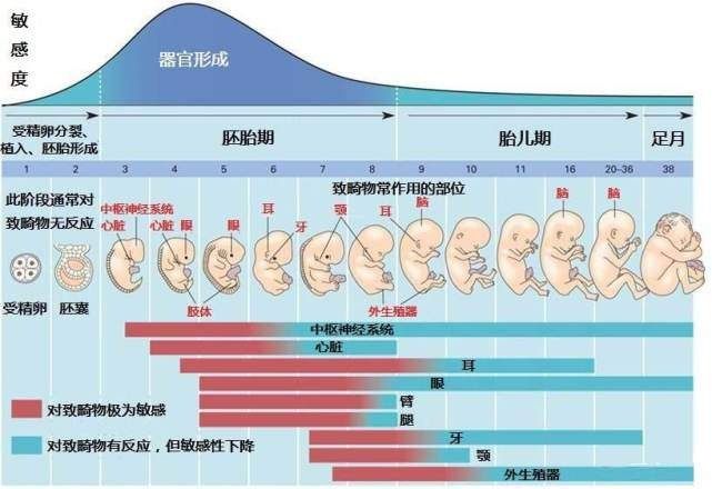 精子和卵子|排卵期同房后，多久可以怀上宝宝？怀孕过程及孕早期注意提前了解