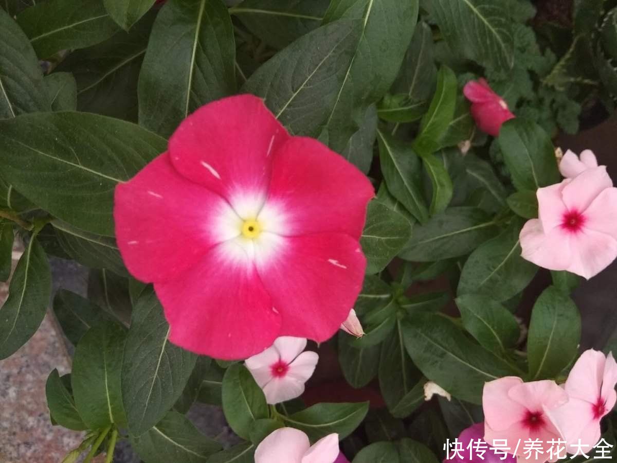 一种花名叫“天天开”，修剪一下，还能长成小花树