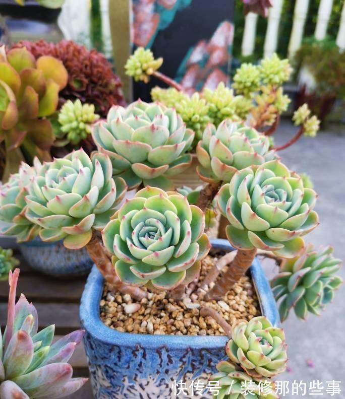 养花|夏季养花,记住8个字,轻松度夏,枝叶翠绿健壮生长