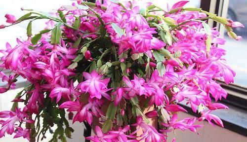 花芽|长寿花、蟹爪兰都喜欢的“神仙水”,一周喂一勺,花开满枝头!