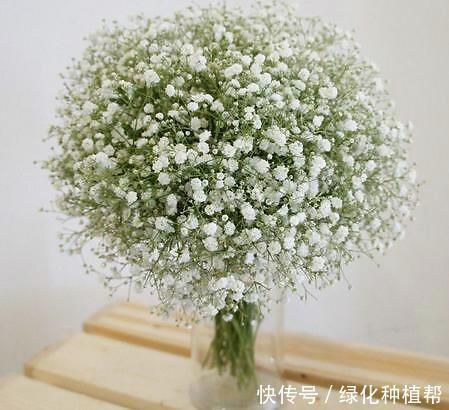 满天星,既是鲜切花,又是插花素材,种植易上手,容易开花爆盆