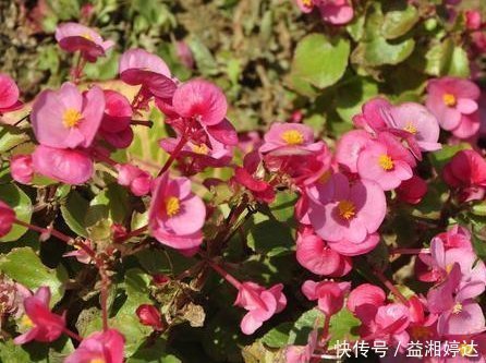 幸福|此花小巧玲珑且优雅大方,花期长达一整年,象征着幸福和智慧