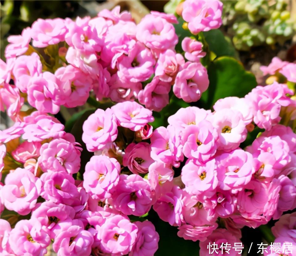 长寿花不长花苞怎么办?那就“放大招”,春节开花依旧可期