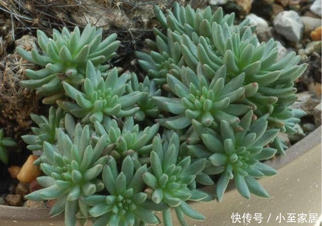 选择|藤黄景天,繁殖力比不死鸟还强大,多肉护盆草的新选择