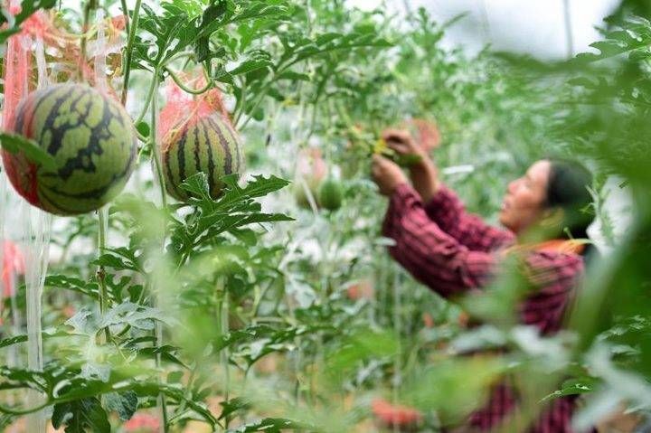 夏天|夏天少不了“吃瓜”的诱惑，西瓜还有这个妙用？