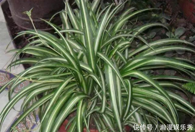 这3种吊兰千万别这么养，不然疯长爆芽，控制不住!