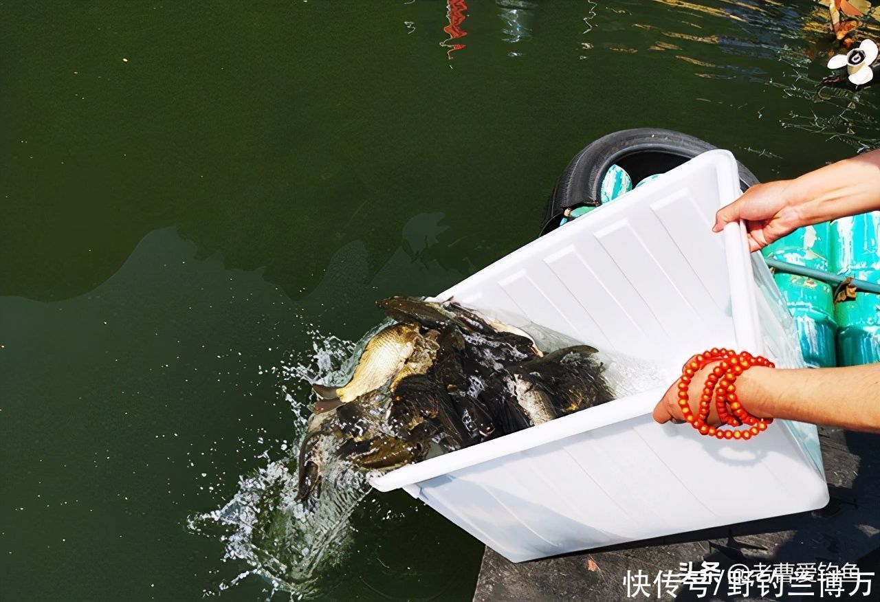 东边放生，西边钓鱼！放生人：钓鱼人不讲“武德”