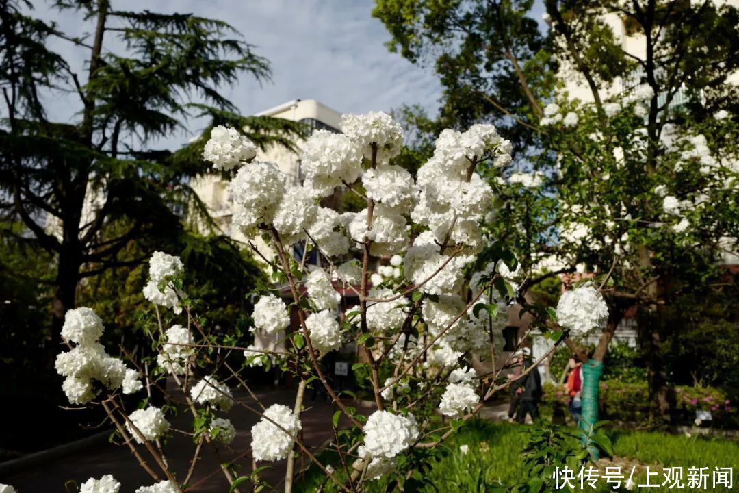 木绣球“团团”开满申城，来这些观赏点打卡吧