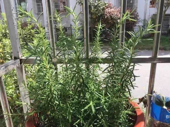 5种花蚊子“不喜欢”，好看还好养，是天然蚊香，值得多养几盆