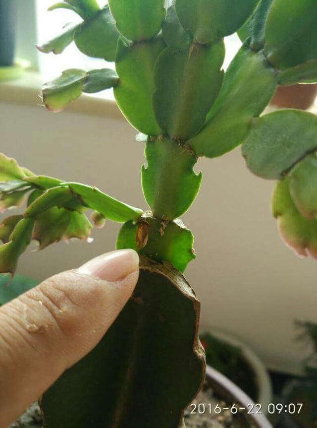 休眠|蟹爪兰掉成“无爪虾”,就是夏天做错“一件事”,还不赶紧改正