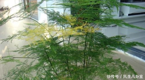 绿油油|文竹黄叶枯萎怎么办?注意这4点,快速恢复绿油油