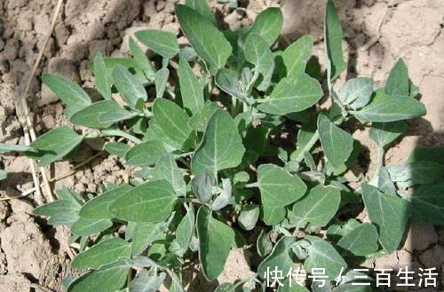 维生素b1|农村这3种野菜,其营养价值比肉高,最后一种价格比肉贵