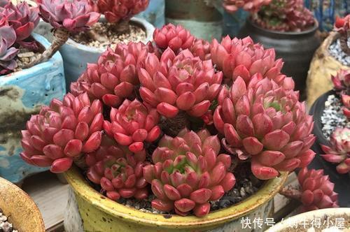 爱多肉的花友都养过的6个品种,颜值高好养护,最后一种开满花!
