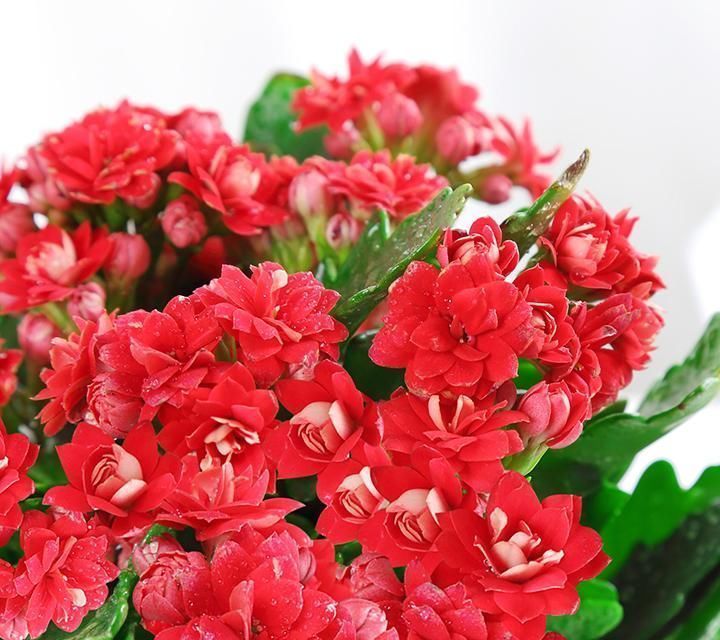 佛焰苞|快扔掉家中发财树,真正好看还能净化空气的是这几种,高级又漂亮