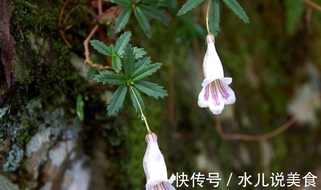 野草|乡下常见的一种植物，花朵紫白相间似喇叭状，是一味很好的中药