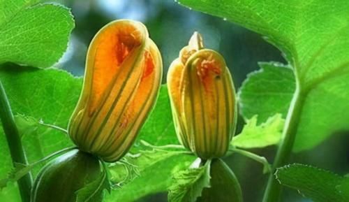 湿气|三伏天好皮肤吃出来，女性吃3种食物，减肥瘦身，皮肤越来越细腻